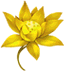 狂野之花