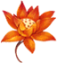 睿智之花