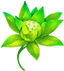 卓越之花