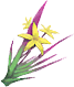 金星草