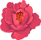 芍药花
