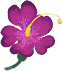 紫菀花