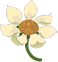 木莲花